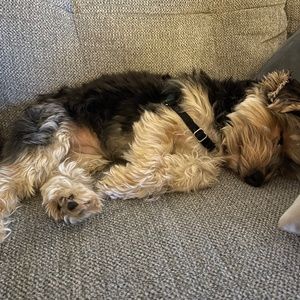 Meet your Posher, Payton